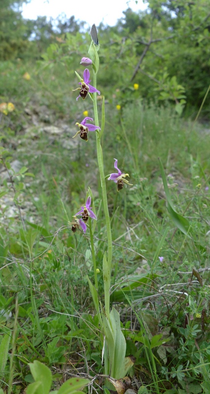 Ophrys tardive e altre orchidee in Epiro - Grecia settentrionale  22_30 maggio 2024.